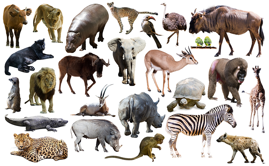 which-animal-has-the-longest-gestation-period-quiz-wonderopolis