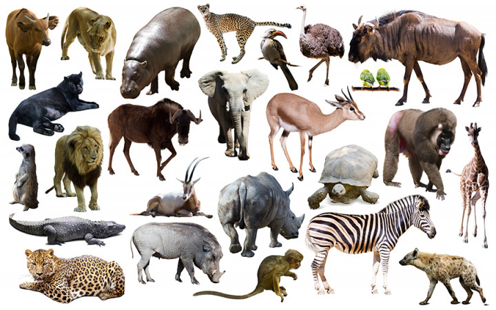 Which Animal Has the Longest Gestation Period? | Wonderopolis