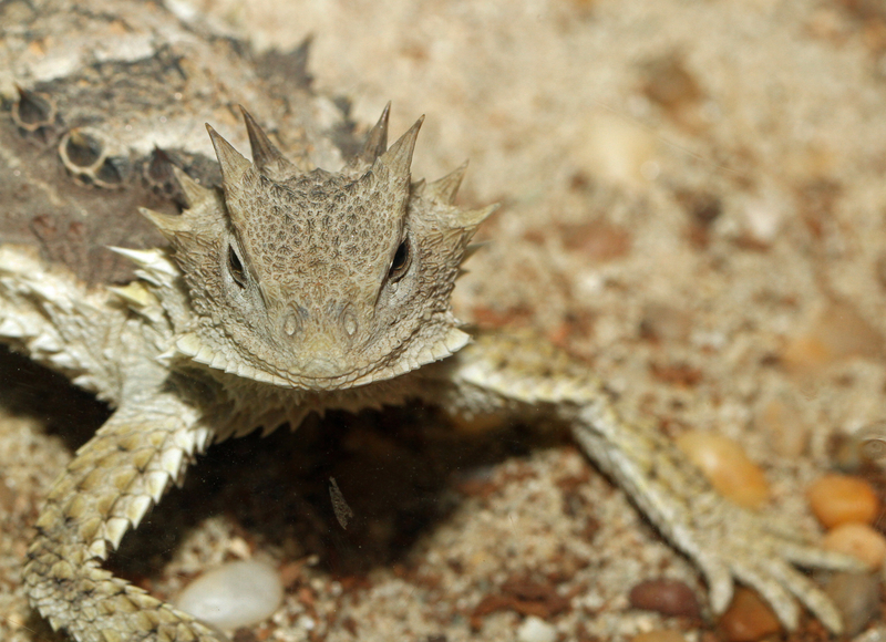 How Do Horned Lizards Shoot Blood from Their Eyes? Wonderopolis