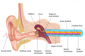 Different vibrations make different sounds. True or false? this is