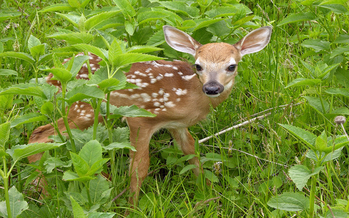 Why Are Baby Deer Called Fawns? | Wonderopolis