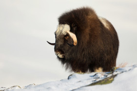 How Do Arctic Animals Survive in the Cold? | Wonderopolis
