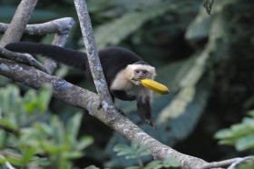 How To Eat Bananas Like A Monkey