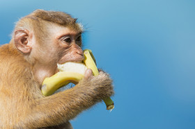 How To Eat Bananas Like A Monkey