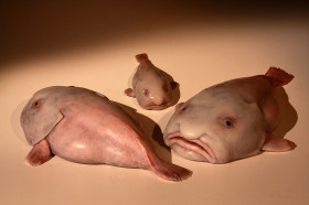 The Blob Fish, 2 more Fish to COMPLETE, The musuem