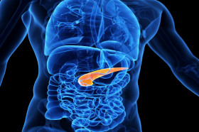 What Does Your Pancreas Do? | Wonderopolis