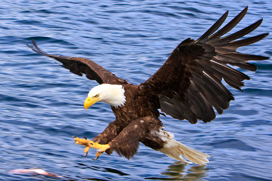 Where Is the Nation’s Bald Eagle Capital? | Wonderopolis