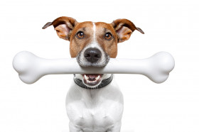 Why Do Dogs Like Bones? | Wonderopolis
