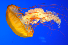 Are Jellyfish Made Of Jelly? | Wonderopolis