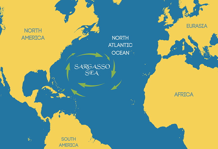 Where Is The Sargasso Sea Wonderopolis