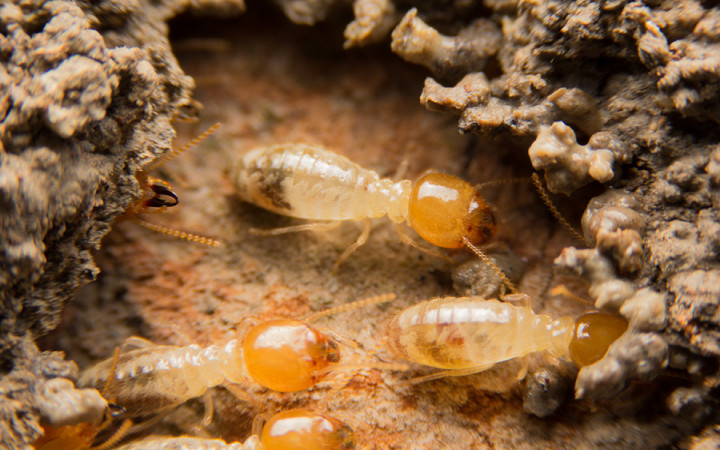 Why Do Termites Eat Wood? | Wonderopolis