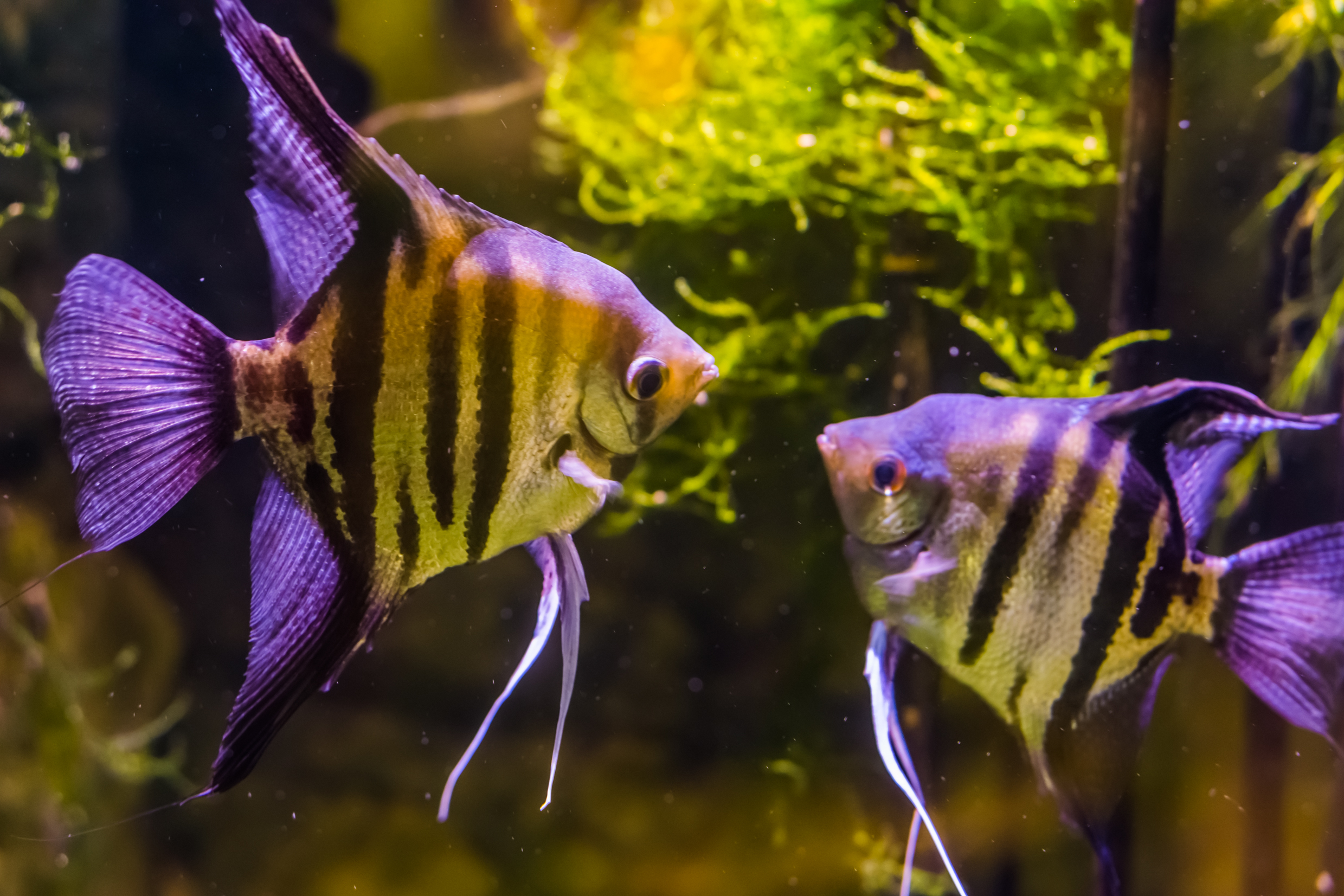 Do Fish In Aquariums Swim In Freshwater Or Saltwater? 