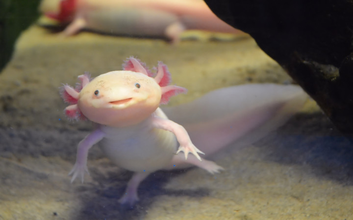 mexican walking fish on land