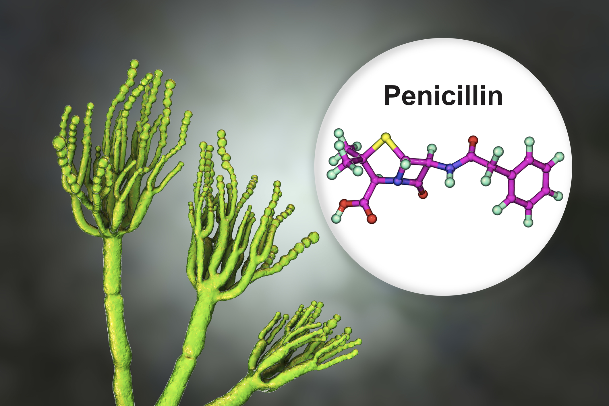 who-discovered-penicillin-quiz-wonderopolis