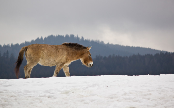 Are There Still Wild Horses? - Quiz | Wonderopolis