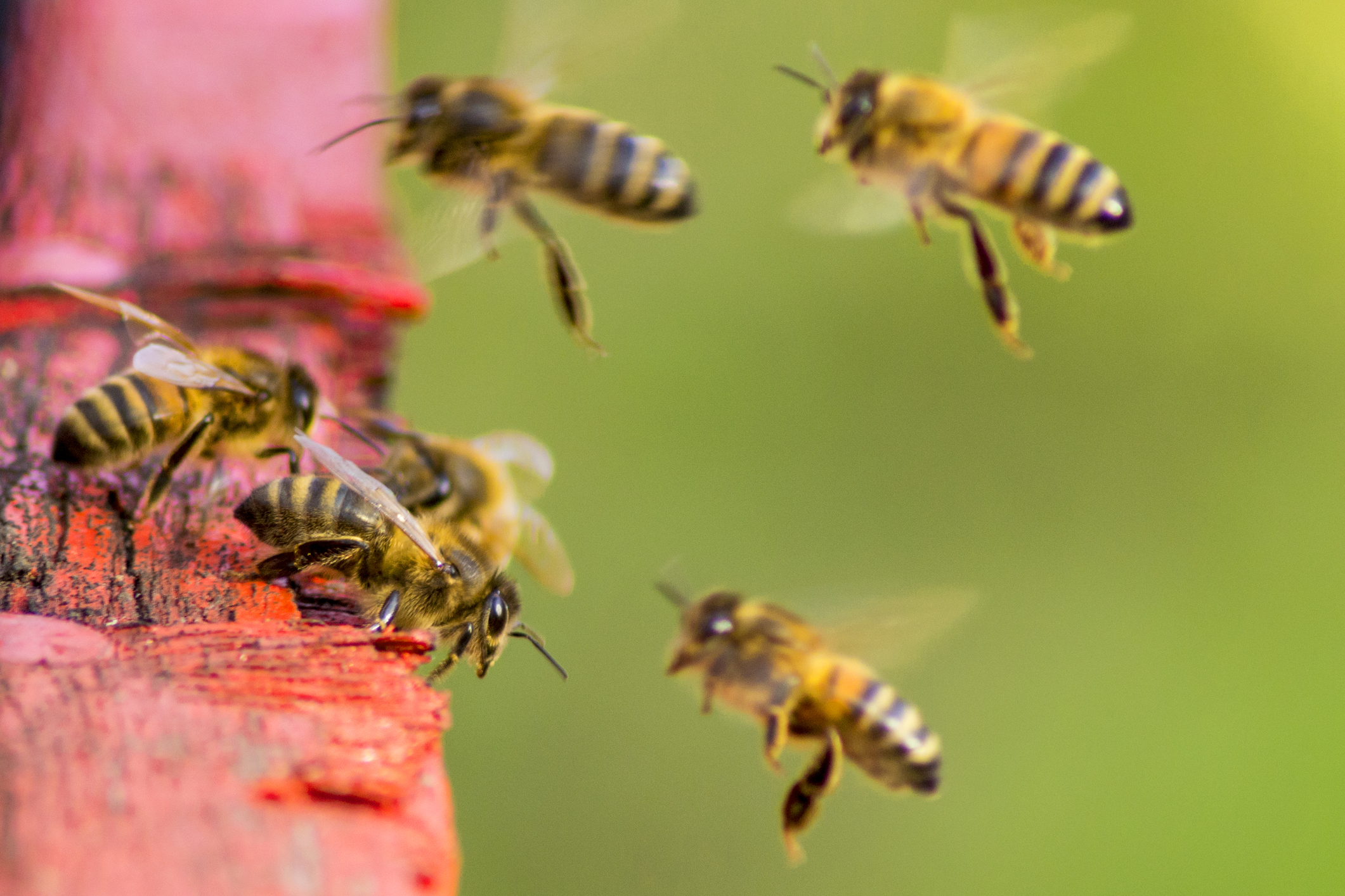 what-causes-colony-collapse-disorder-wonderopolis