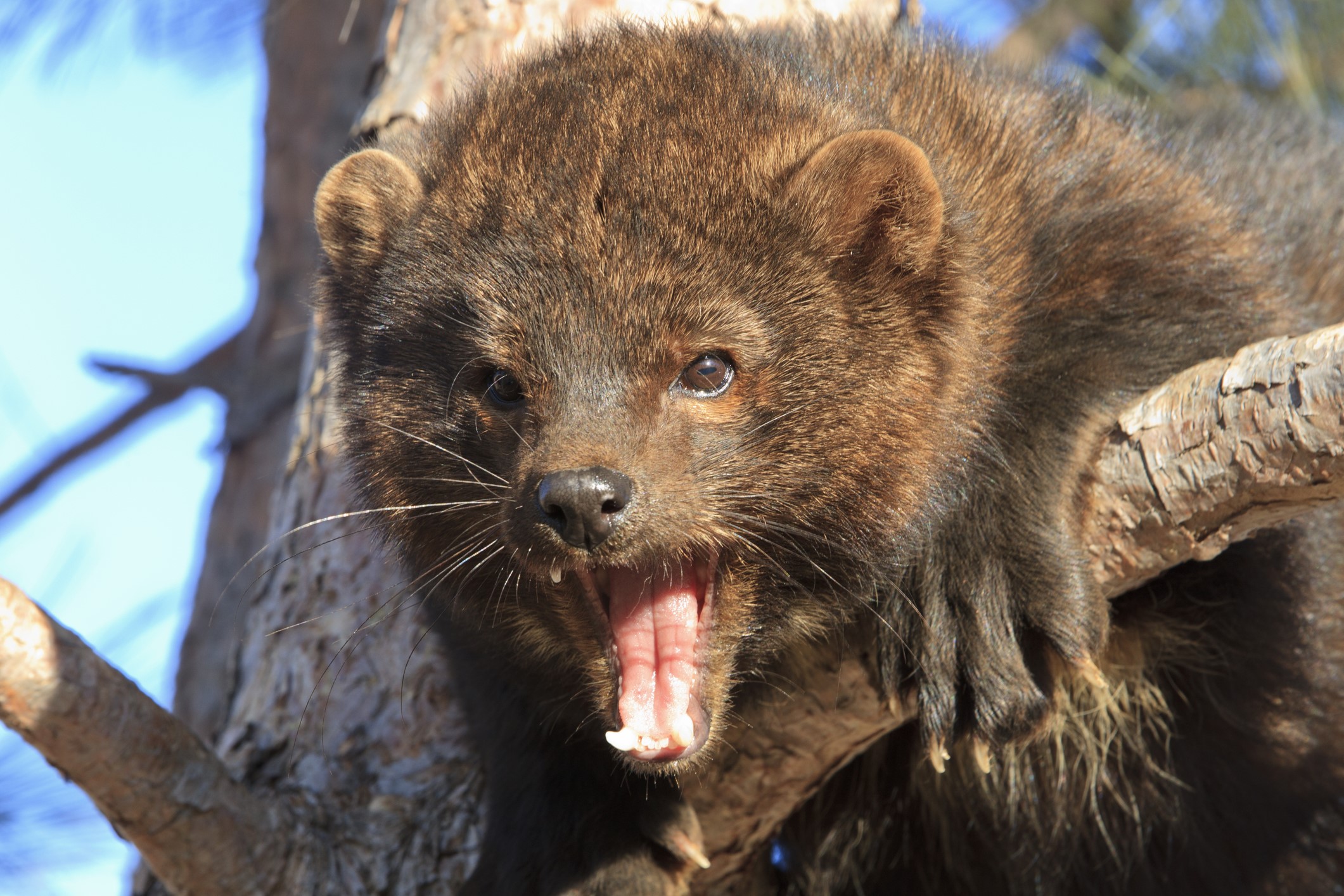 What is a Fisher Cat? | Wonderopolis