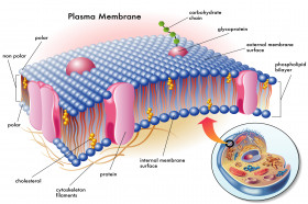 What is a Semipermeable Membrane? | Wonderopolis