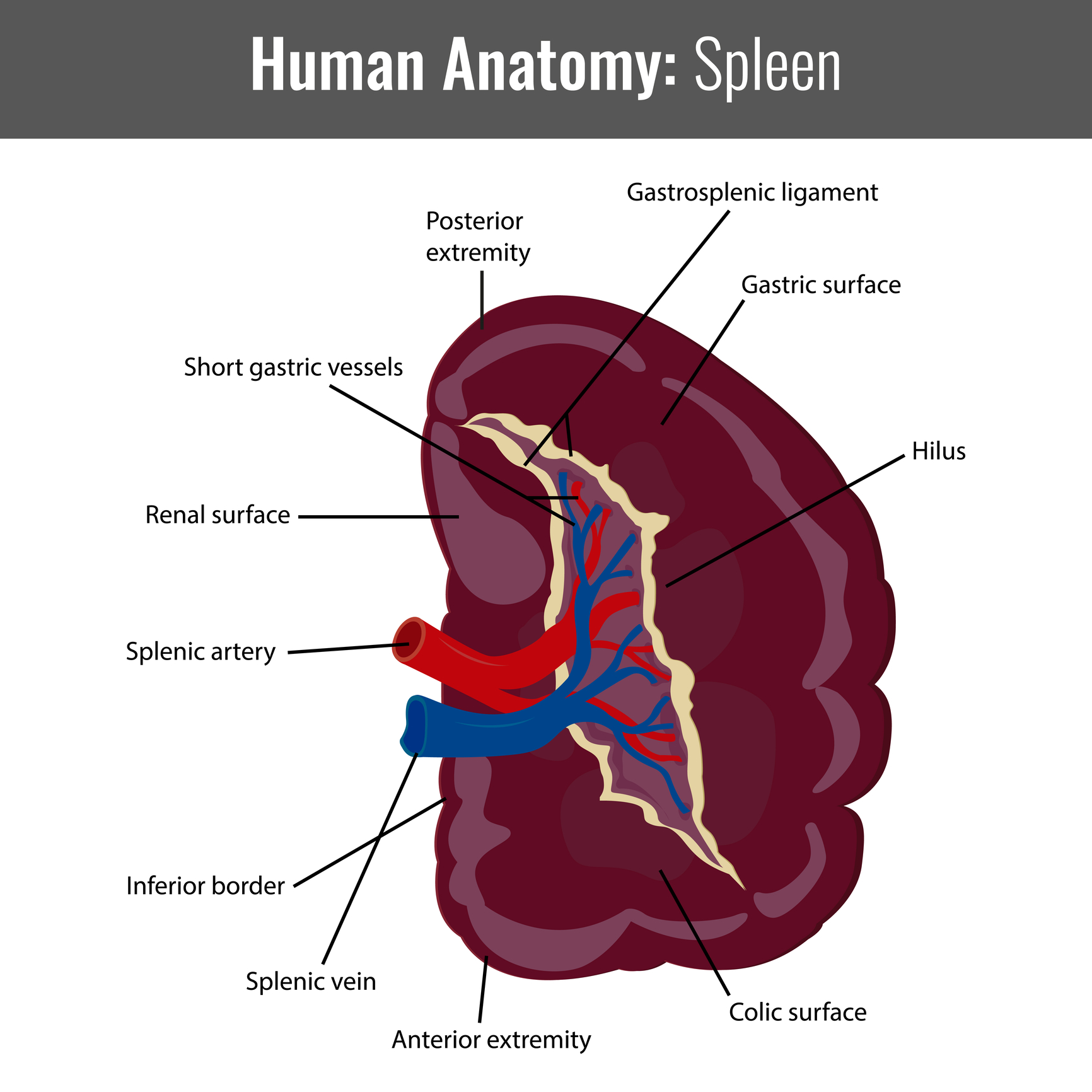 Spleen Diagram Labeled