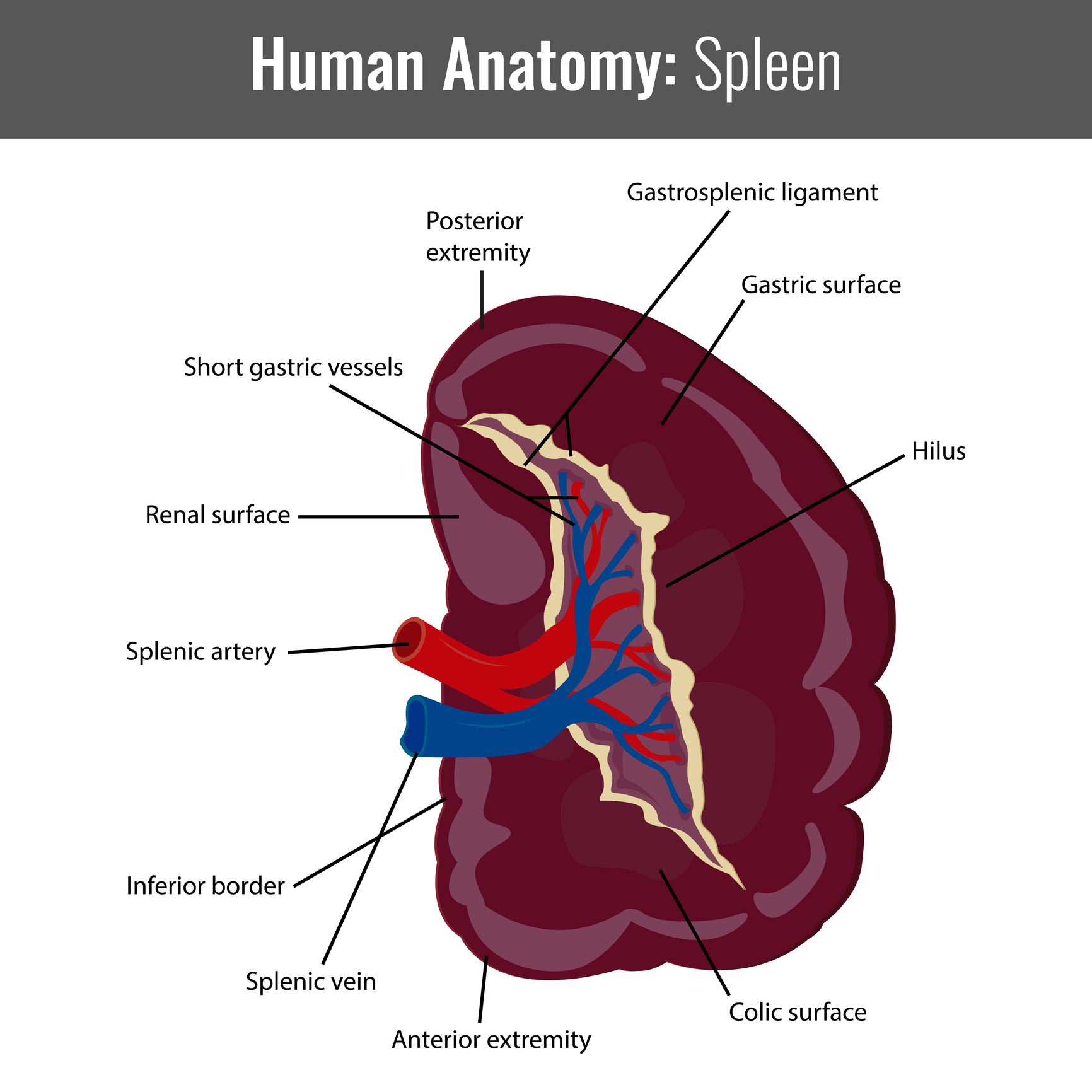 anatomy-of-the-spleen-preview-human-anatomy-kenhub-youtube