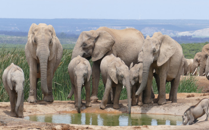 Are Elephants Really Afraid Of Mice? | Wonderopolis