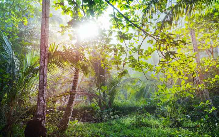 5 things you didn't know about rainforests