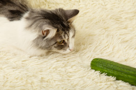 Why These Scaredy Cats Are Absolutely Terrified of Cucumbers - ABC