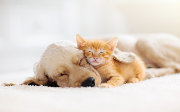 Can cats and dogs get along? Science says yes