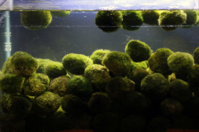 Luffy My First pet Plant Nano Marimo Moss Ball Introduction to Green World for Educational Instigate Natural Learning Habitat Fun Bright and Fluffy DIY Projects 