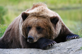 What Happens if You Wake a Bear From Hibernation? | Wonderopolis
