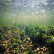 Wonderopolis