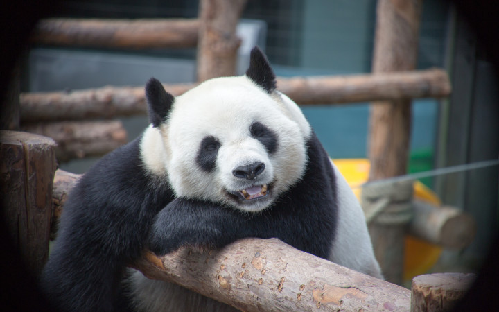 Why Are Pandas Rare? | Wonderopolis