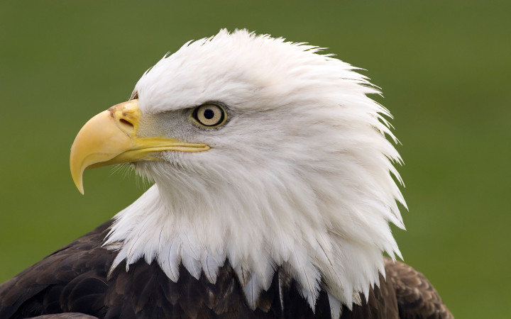 Are Bald Eagles Really Bald Wonderopolis