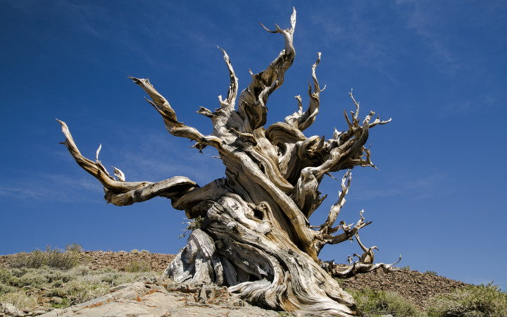 oldest living tree in the world