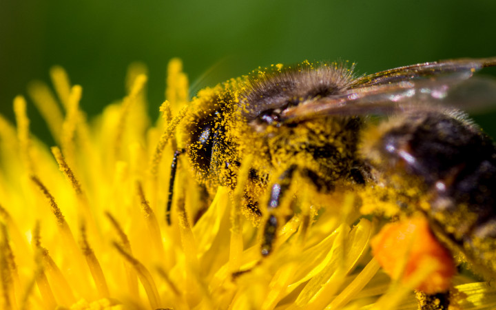 Here's all the buzz about honeybees