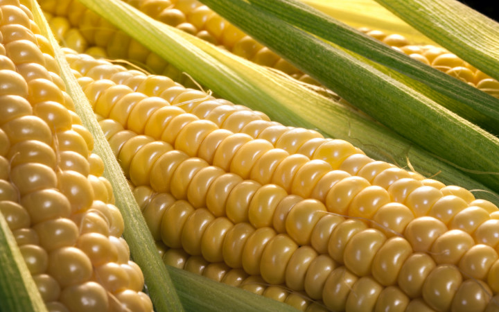 why-are-they-called-ears-of-corn-wonderopolis