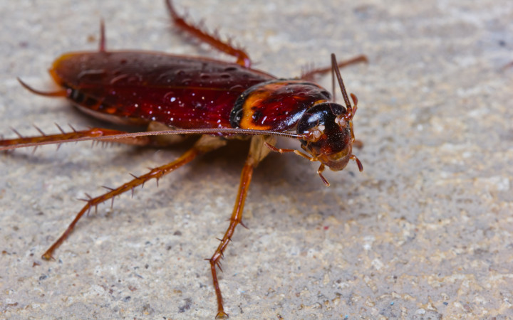 Could a Cockroach Survive a Nuclear War? | Wonderopolis