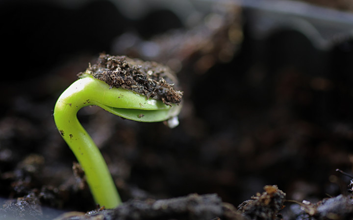 How Do Seeds Sprout? | Wonderopolis