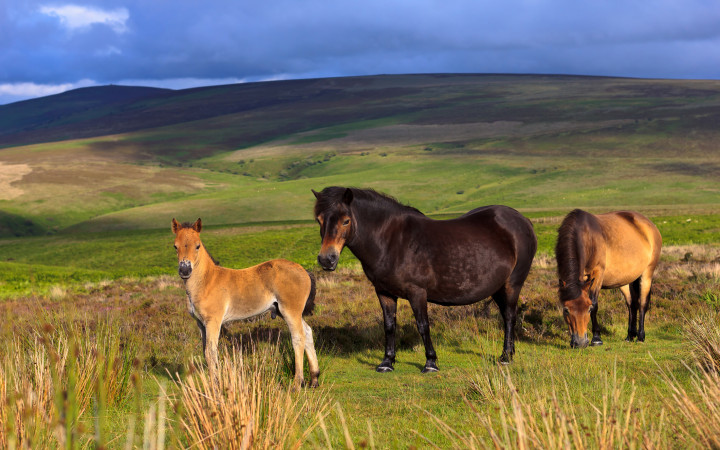 The smallest horse in the world?, Animals