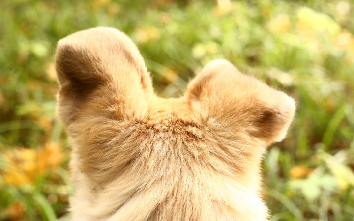 How Can Dogs Hear Things We Can't? | Wonderopolis