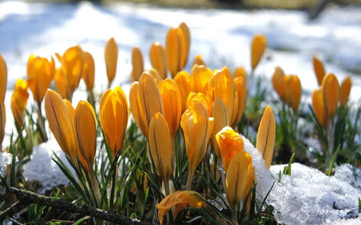 Can Plants Grow In Winter Wonderopolis