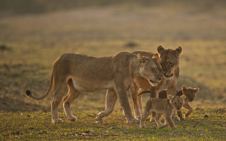 Are Lions Really the Kings of the Jungle? | Wonderopolis