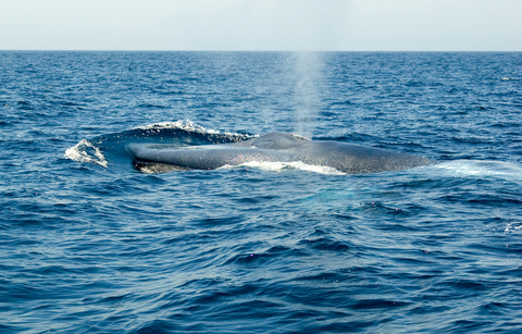 How Big Is the Biggest Whale? | Wonderopolis