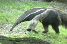 giant anteater eating ants