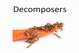 Who Decomposes the Decomposers? | Wonderopolis