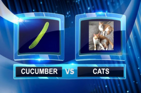 Why Are Cats Scared of Cucumbers and Other Curiousities