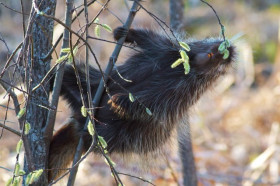 human porcupine attack