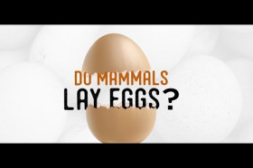 Do Any Mammals Lay Eggs? | Wonderopolis