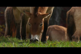 Training Island, Wild Horse Islands Wiki