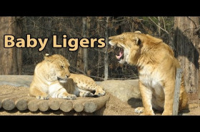 Are Ligers Real? | Wonderopolis